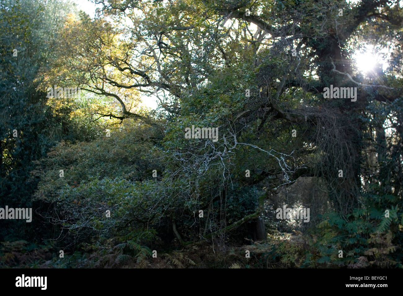 Woodland scene in Autumn, Kent, England. Stock Photo
