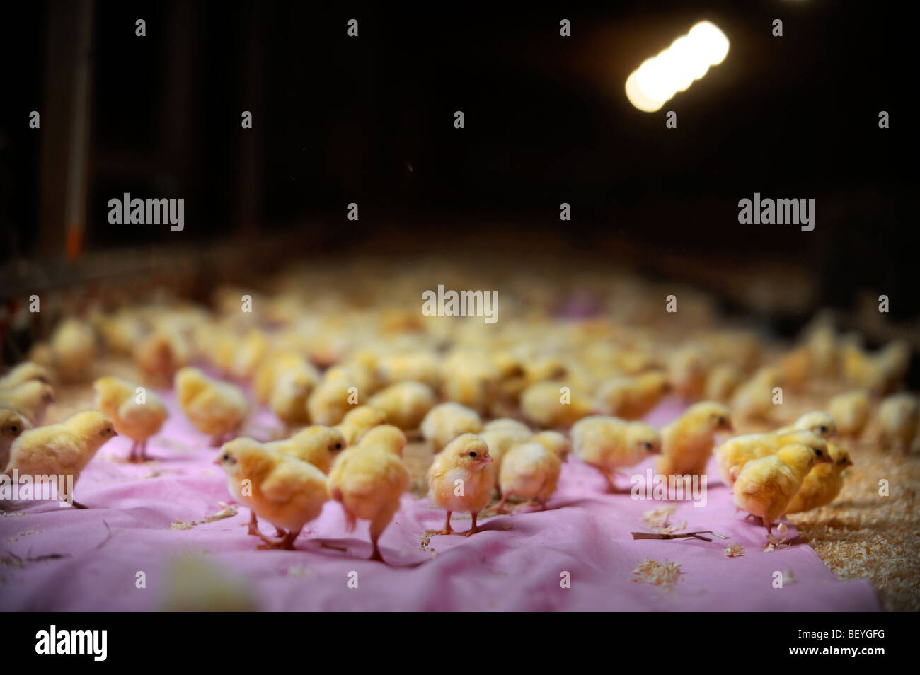 BROILER CHICKS SHORTLY AFTER DELIVERY TO A CHICKEN FARM UK Stock Photo