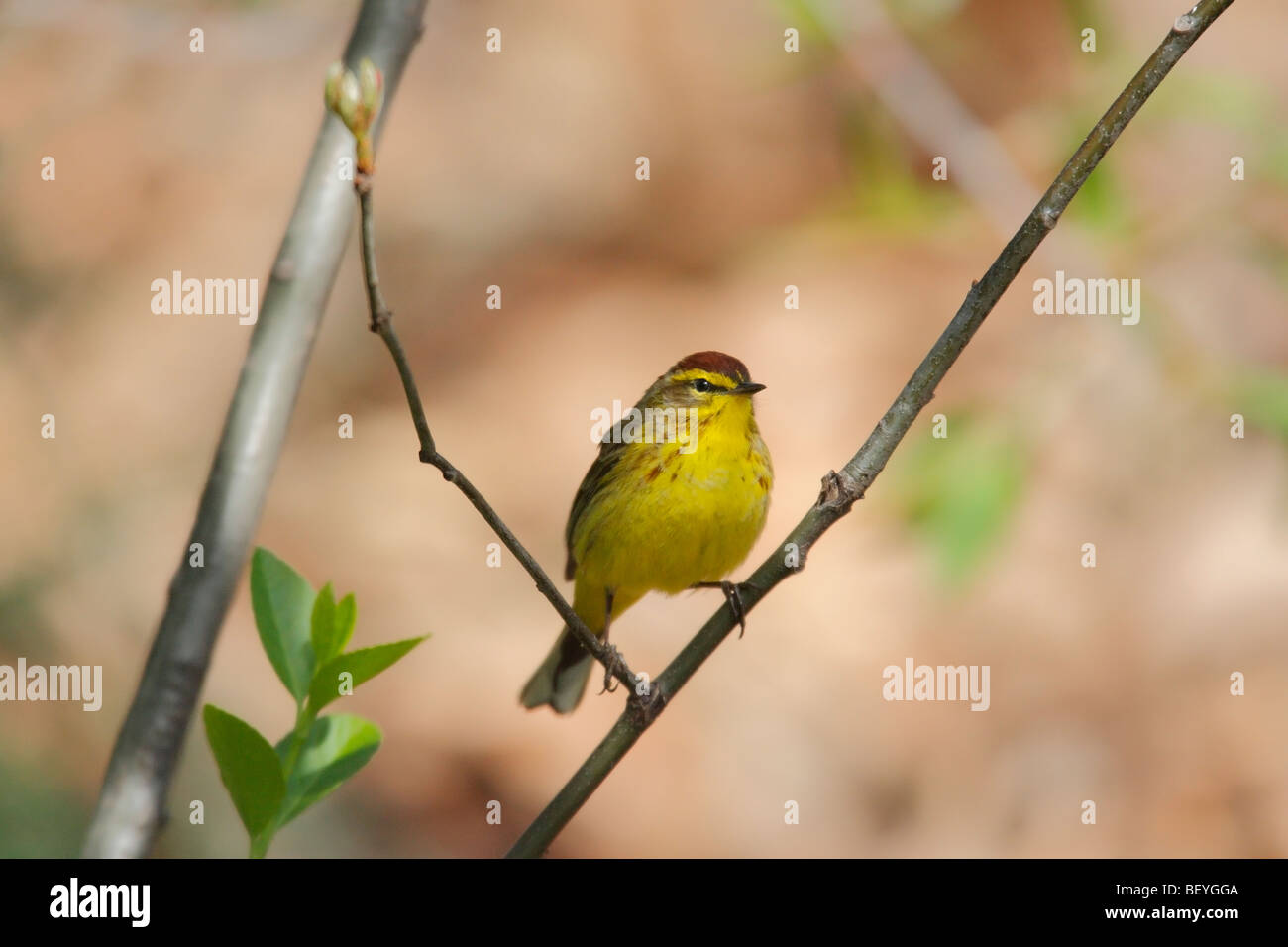 Palm Warbler (Dendroica palmarum palmarum), 'Yellow' subspecies, early Spring migrant sitting on branch. Stock Photo