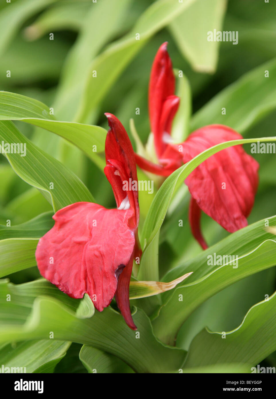 Roscoea purpurea "Red Gurkha", Zingiberaceae, Central Nepal, Asia Stock Photo