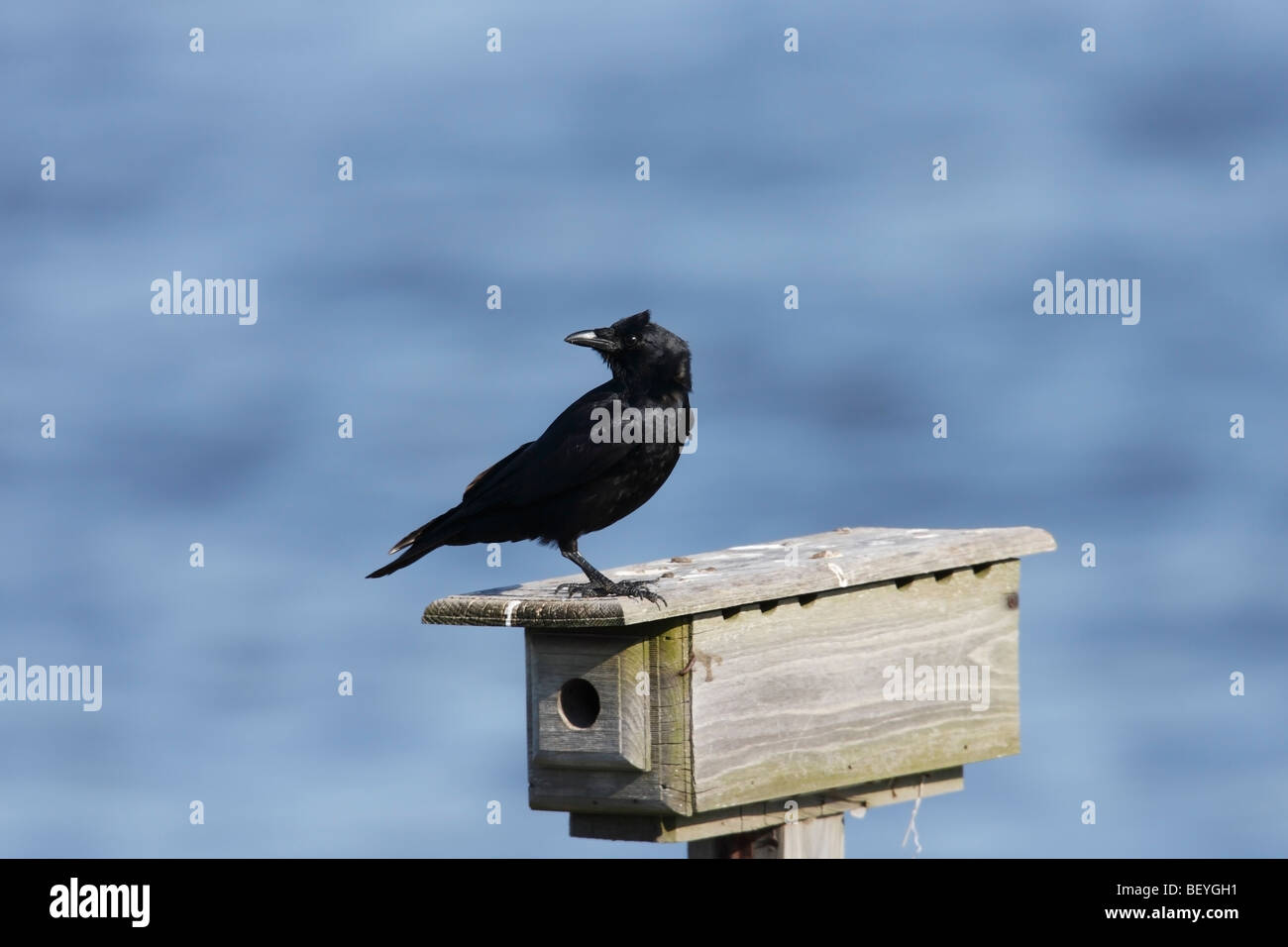 Nest of house crow hires stock photography and images Alamy