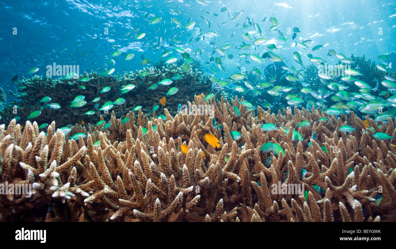Blue-green Chromis schooling above finger corals underwater menjangan island Stock Photo