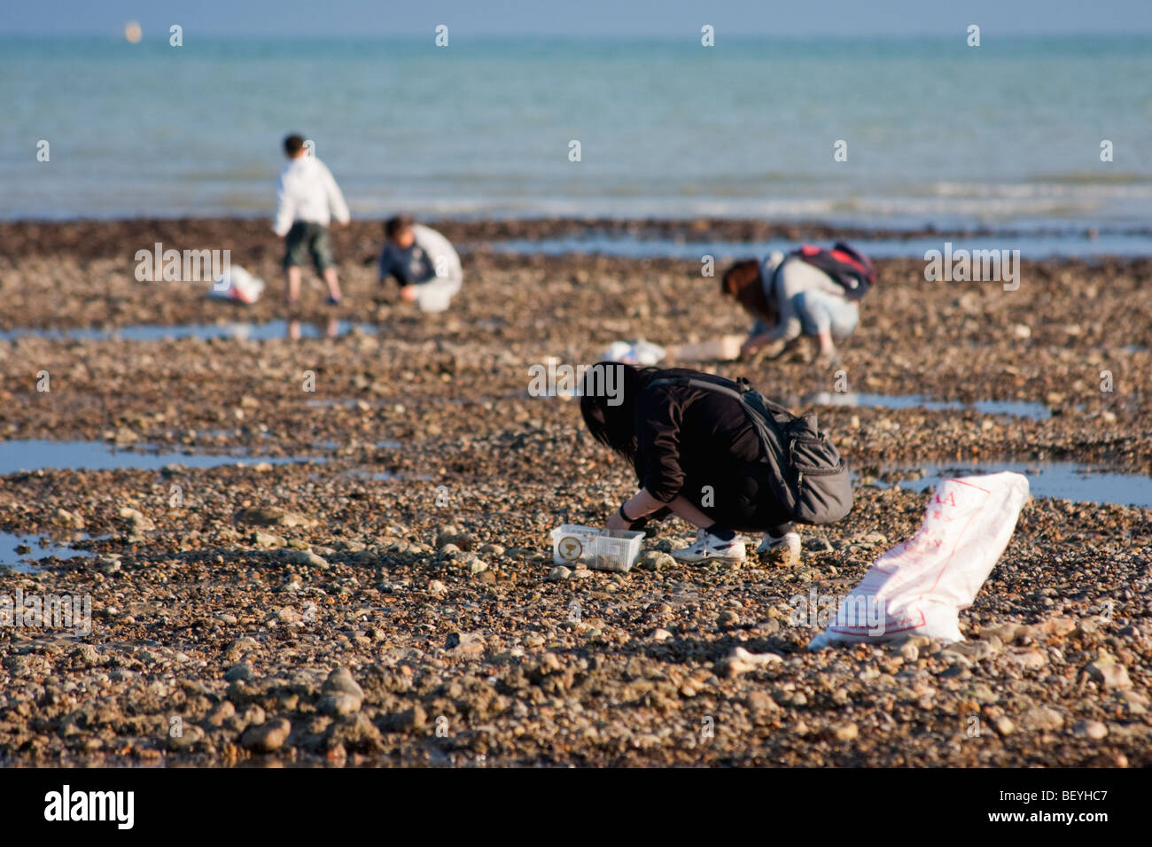 Collecting mussles and cockles in Littlehampton, West Sussex. Stock Photo