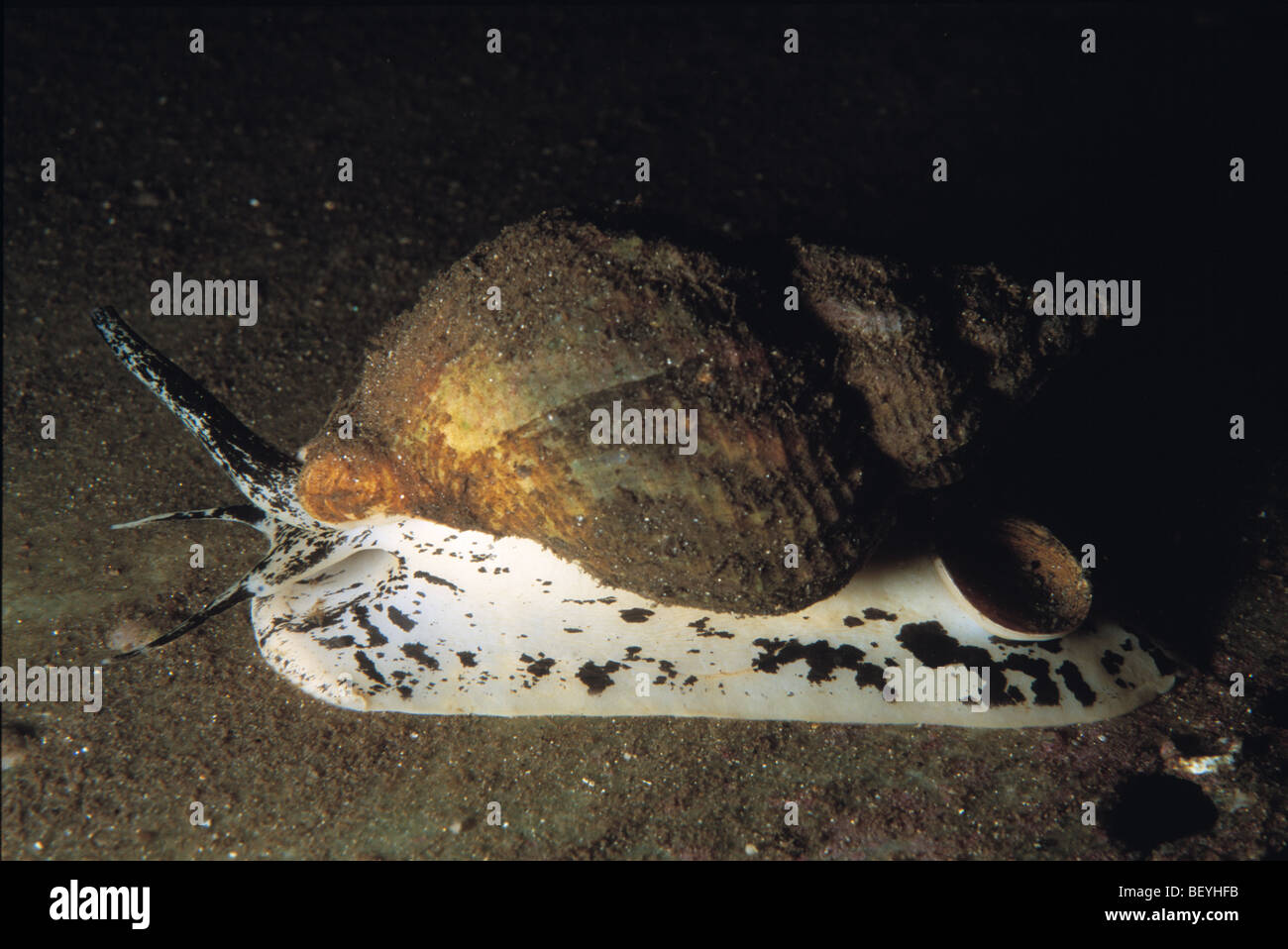 Whelk species hi-res stock photography and images - Alamy