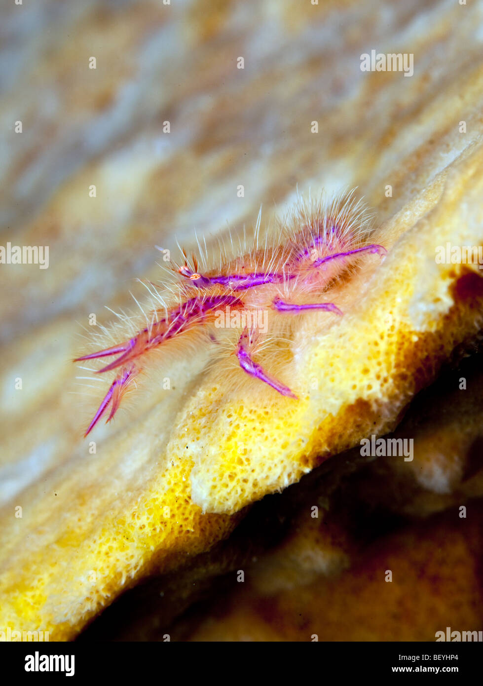 Small purple reef crab on sponge on coral reef Stock Photo