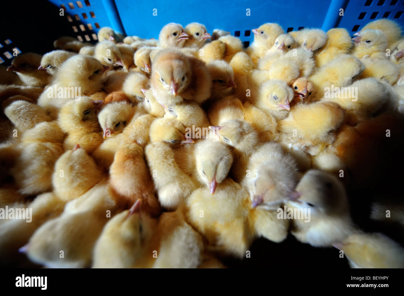 BROILER CHICKS SHORTLY AFTER DELIVERY TO A CHICKEN FARM UK Stock Photo