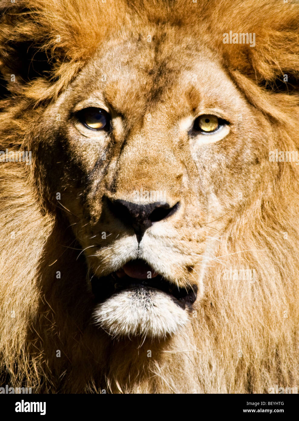 The 'portrait' of an 'African lion' at the 'Los Angeles Zoo' in 'Los Angeles, California.' Stock Photo