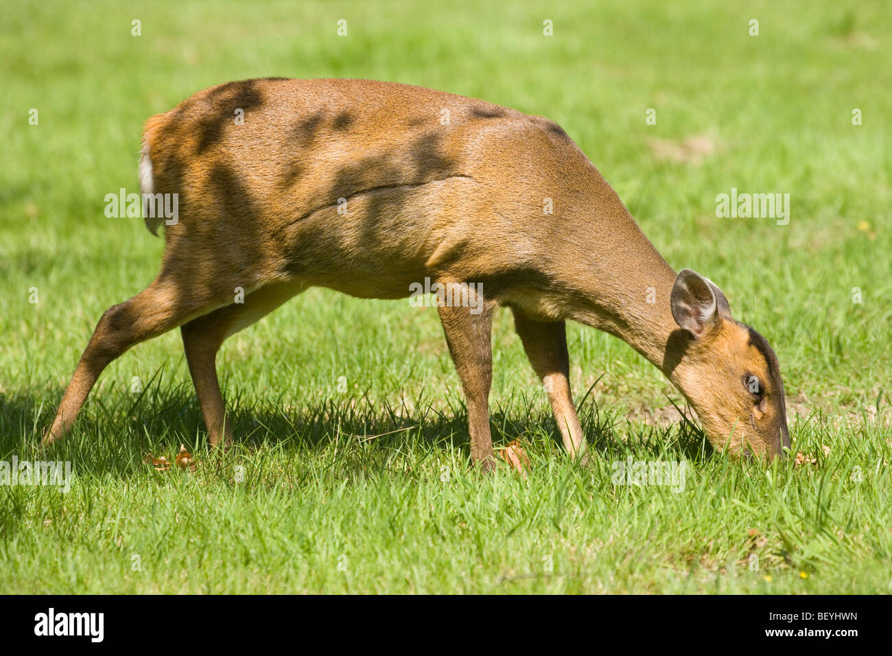 Muntjac Deer (Muntiacus reevesi). Female grazing. Summer coat. August. Norfolk, England. Note healed flank injury. Stock Photo