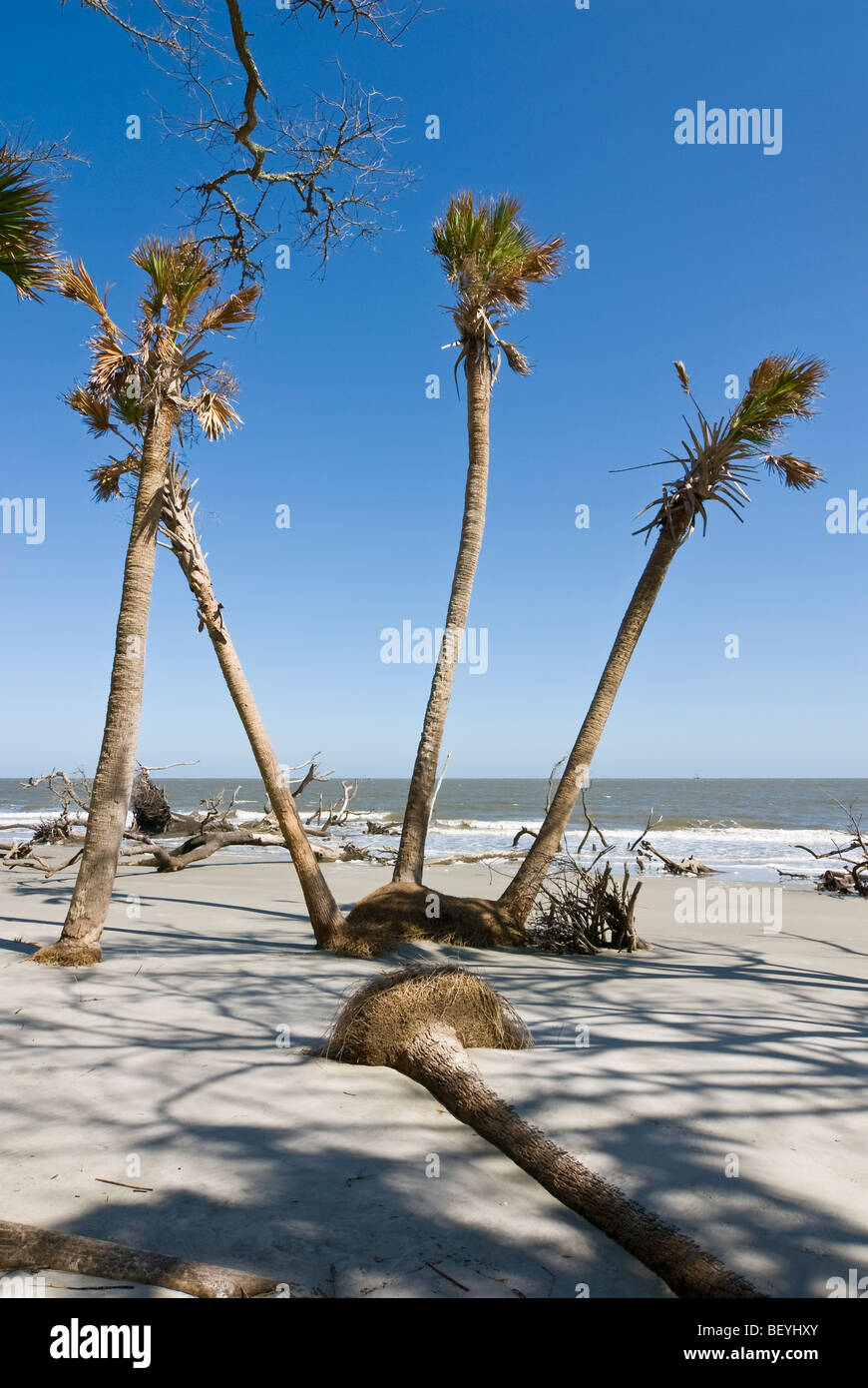 Cabbage palm trees on beach at Hunting Island State Park, South