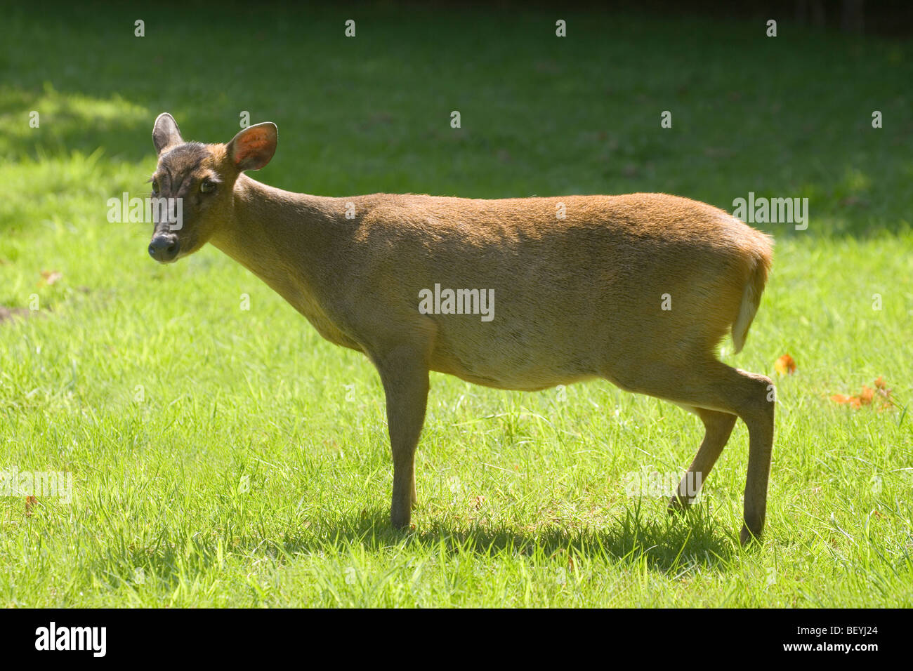 Muntjac Deer (Muntiacus reevesi). Female. Summer coat. August. Norfolk, England. Gravid or pregnant. Out in the open. Stock Photo