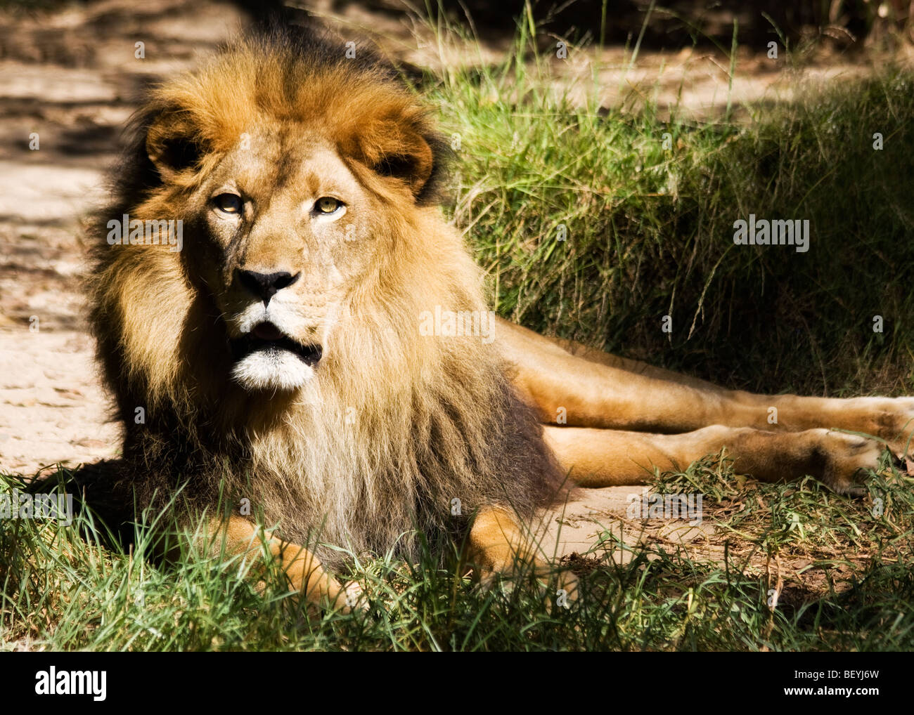 An 'African lion' laying on the ground at the 'Los Angeles Zoo' in 'Los Angeles, California.' Stock Photo
