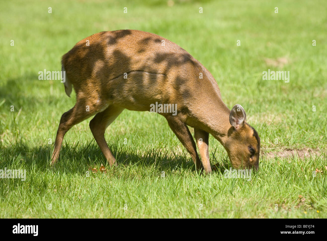 Muntjac Deer (Muntiacus reevesi). Female grazing, out in the open.  Norfolk, England. August. Stock Photo