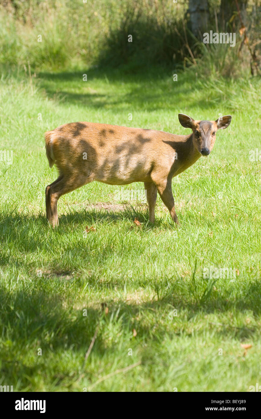 Muntjac Deer (Muntiacus reevesi). Female. Emerging from woodland understory cover. Out in the open. Norfolk. East Anglia. UK. Summer. Stock Photo