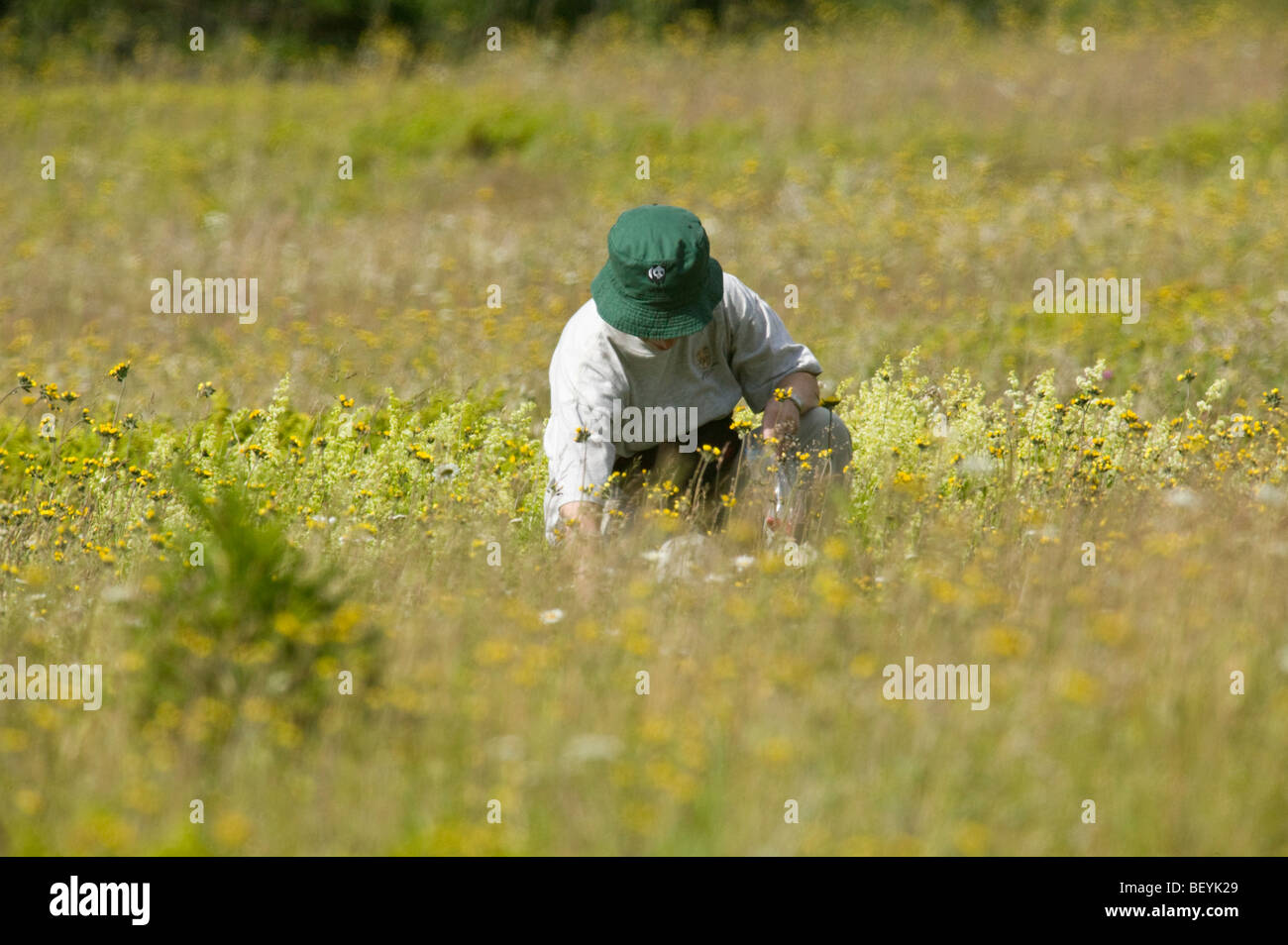 Woman picking wildflowers in a field in Quebec, Canada Stock Photo Alamy