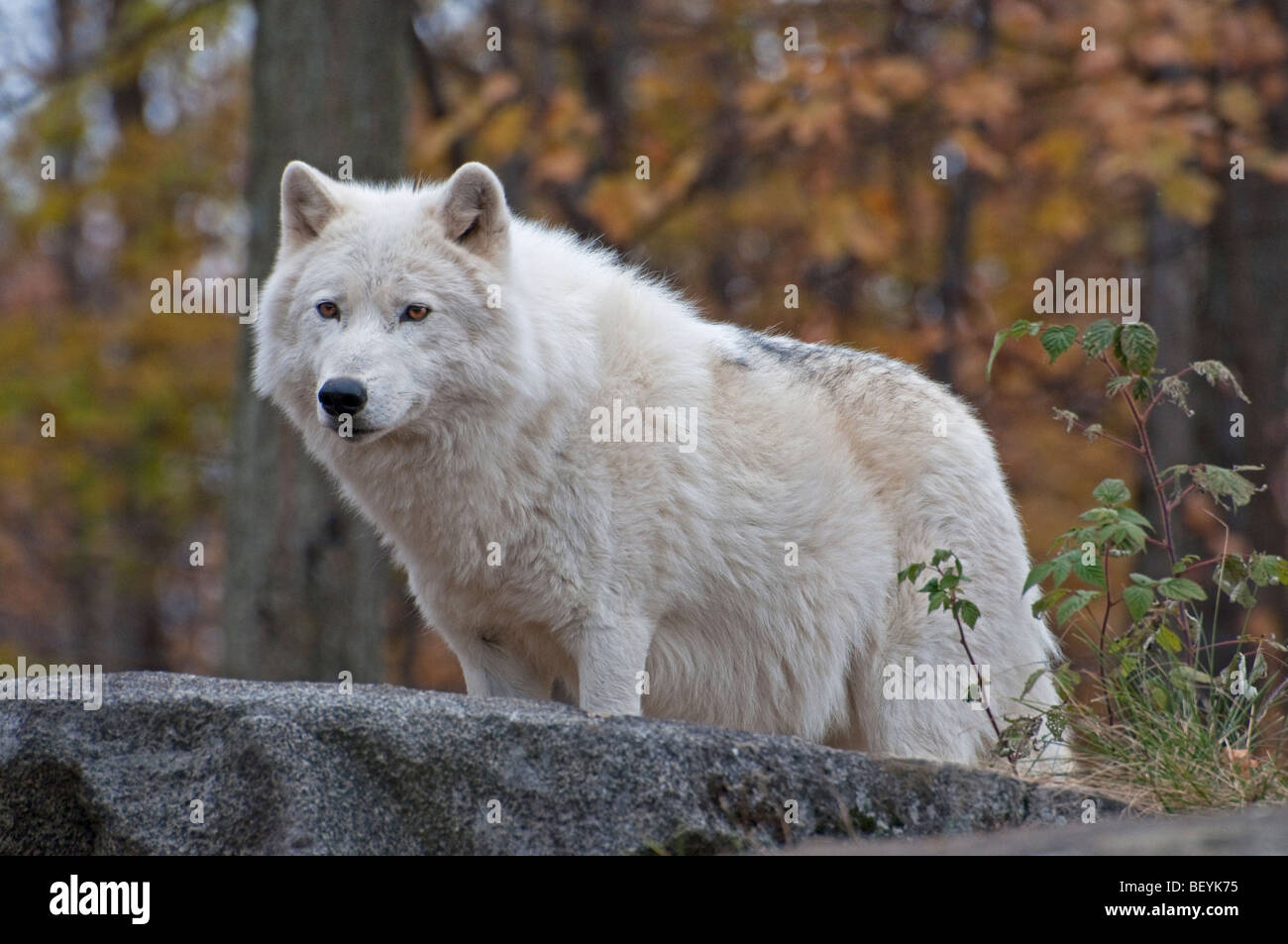 A watchful Arctic Wolf Stock Photo