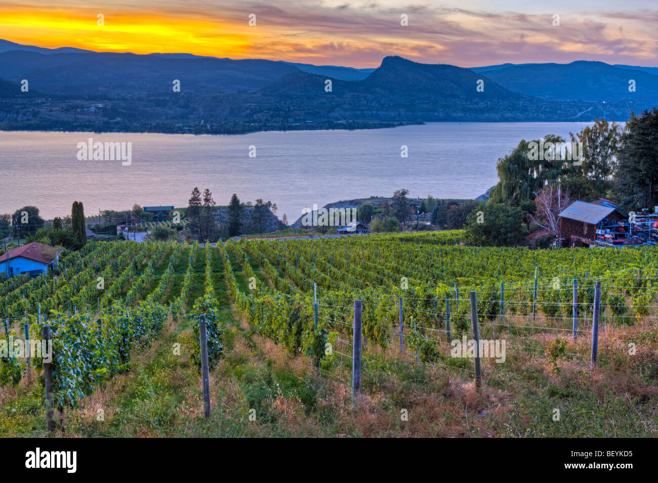 Sunset over Okanagan Lake and a vineyard in Naramata, Okanagan