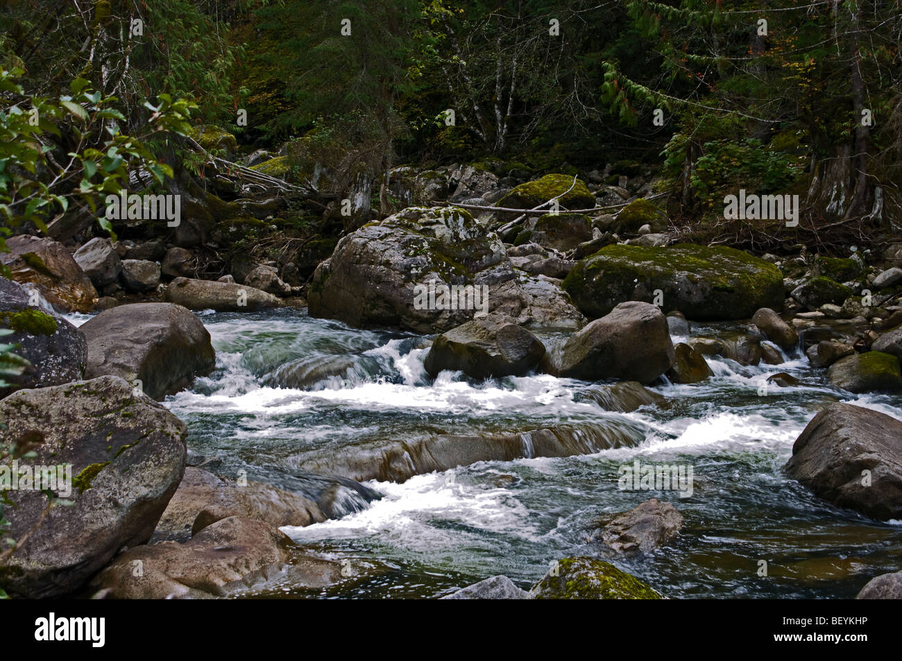 A woodland mountain stream in British Columbia Canada Stock Photo