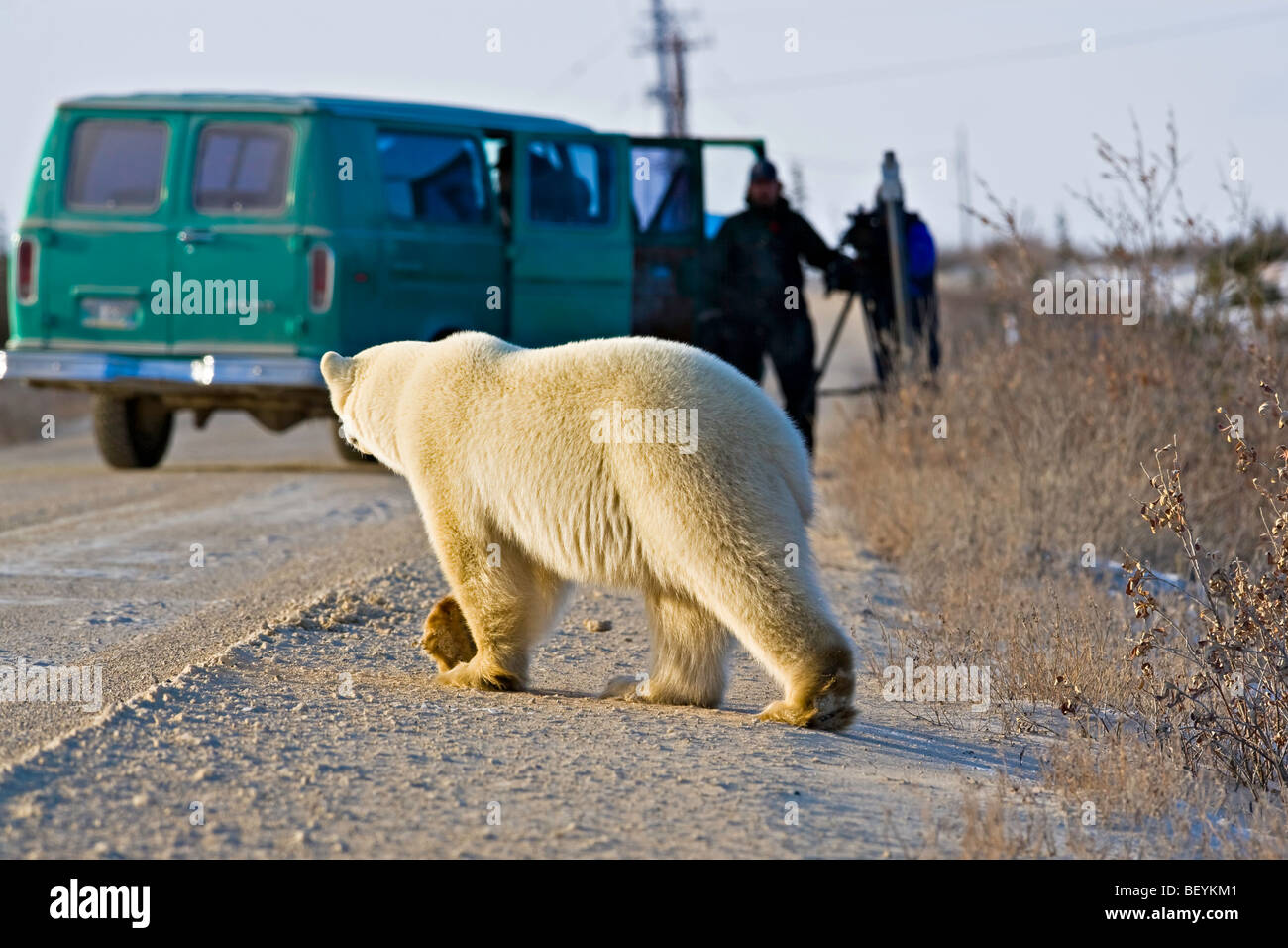 Polar Bear, Ursus maritimus, crossing the road near tourists in Hudson Bay, Churchill, Manitoba, Canada. Stock Photo