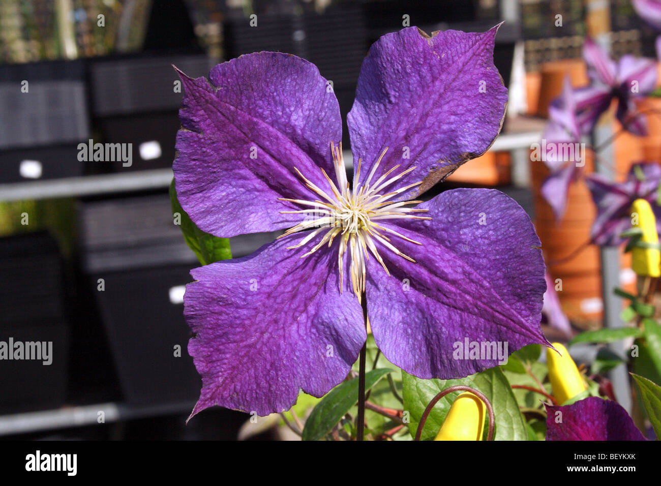 Clematis Family Ranunculaceae Purple Flower in macro detail Stock Photo