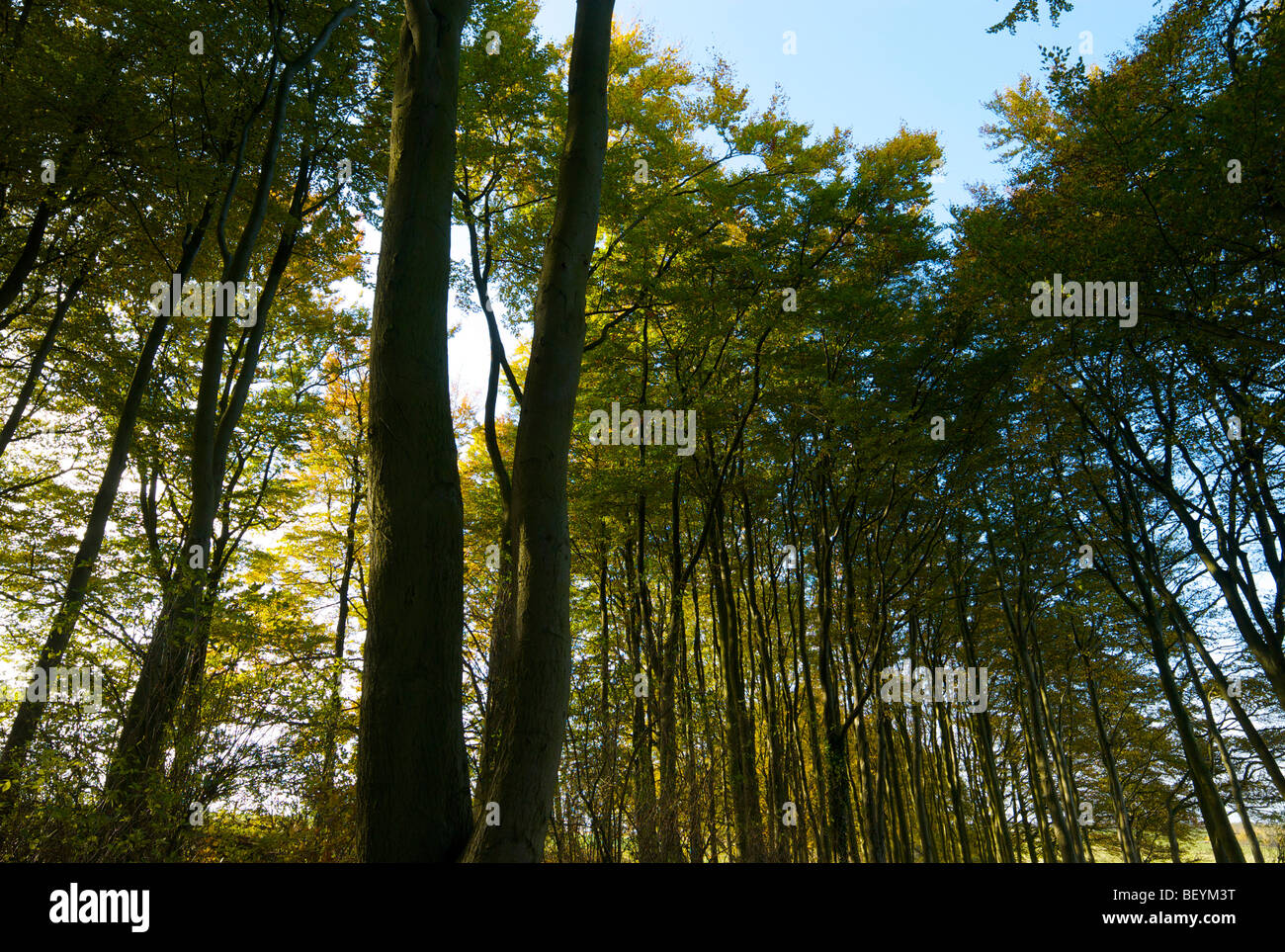 Autumnal colours in a wood Stock Photo