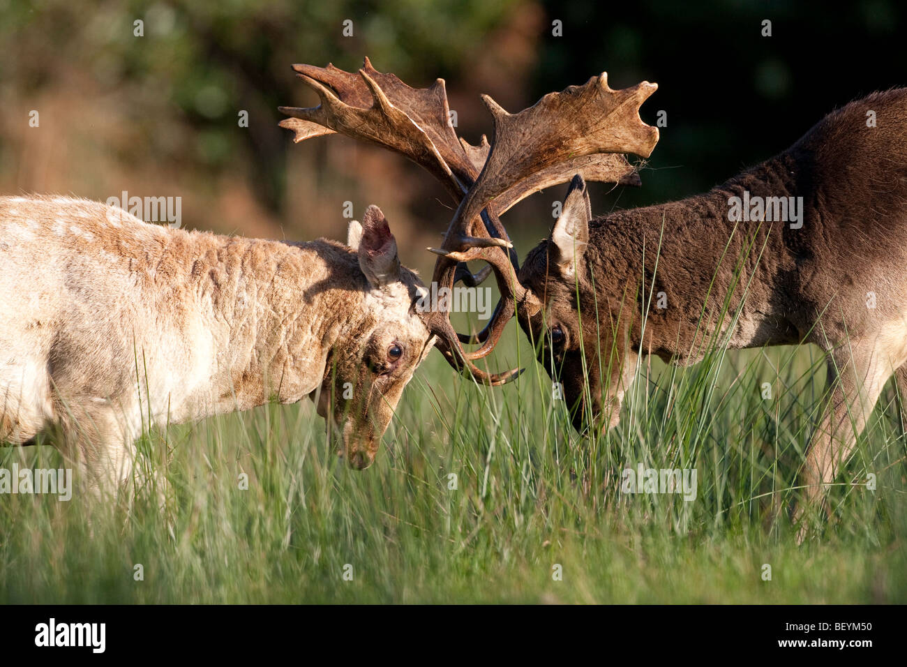 Fallow deer - rutting bucks locking horns Stock Photo