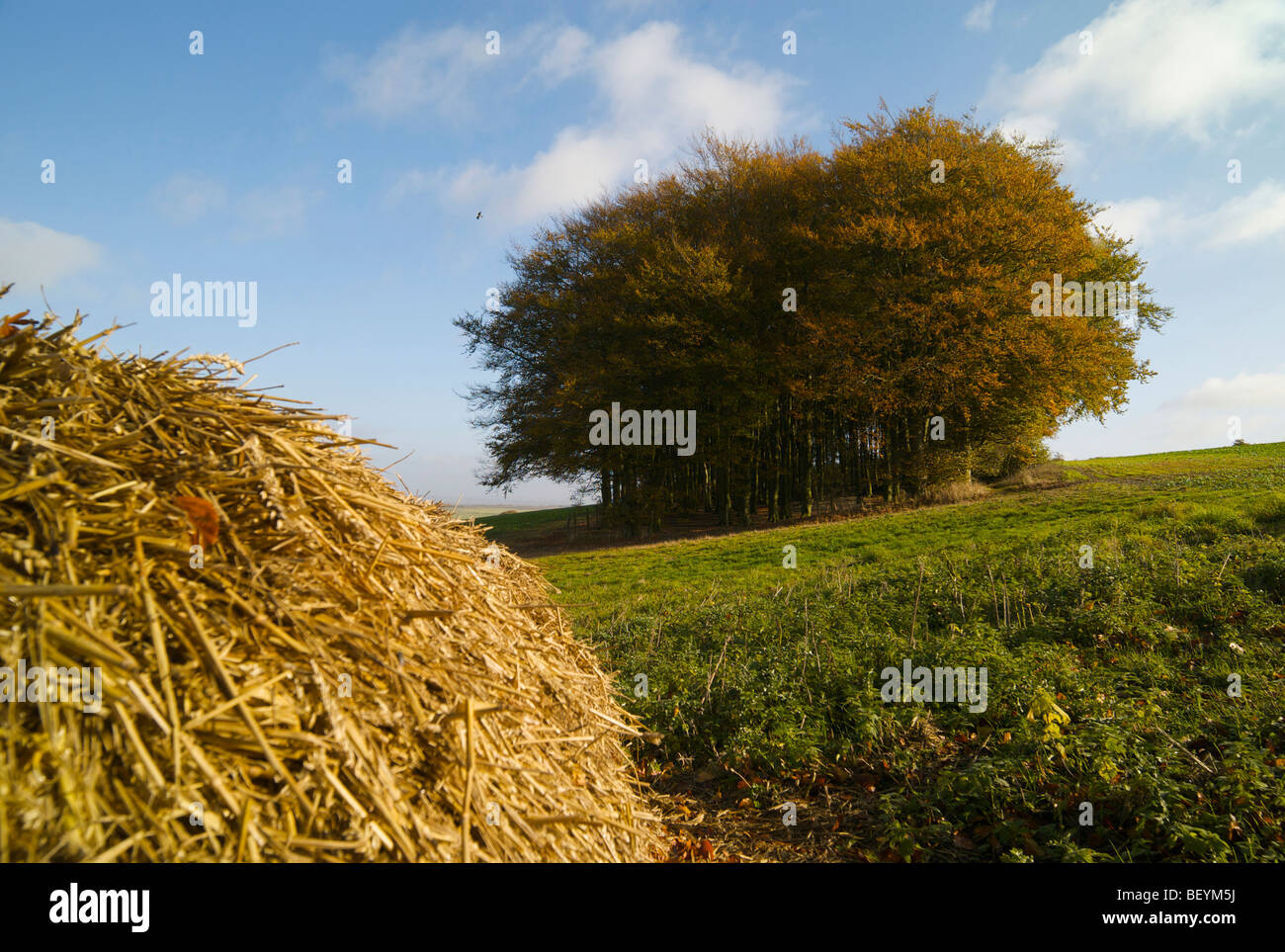 Copse trees in autumn colours hi-res stock photography and images - Alamy