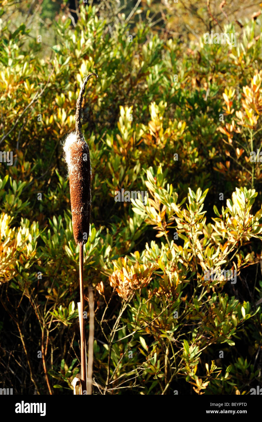 Lone reed in ealy morning sun Stock Photo Alamy