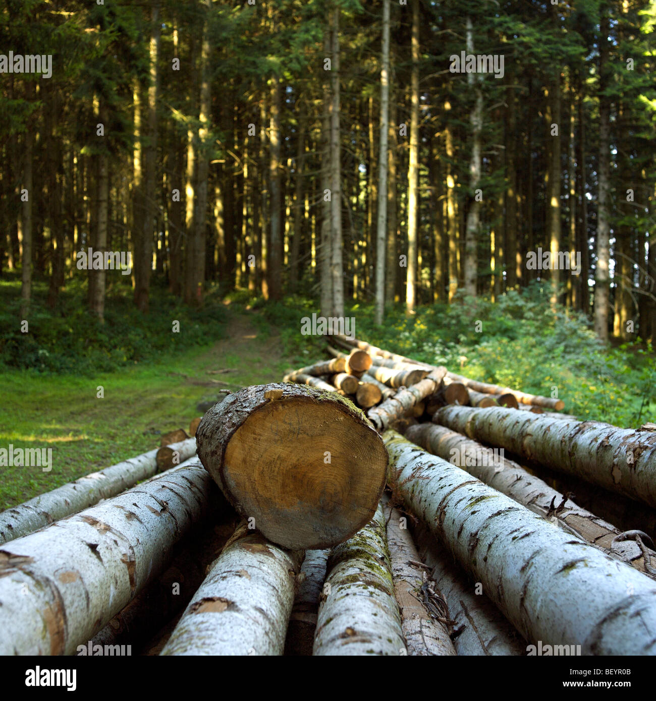 Trunks of fir trees in a forest clearing Stock Photo