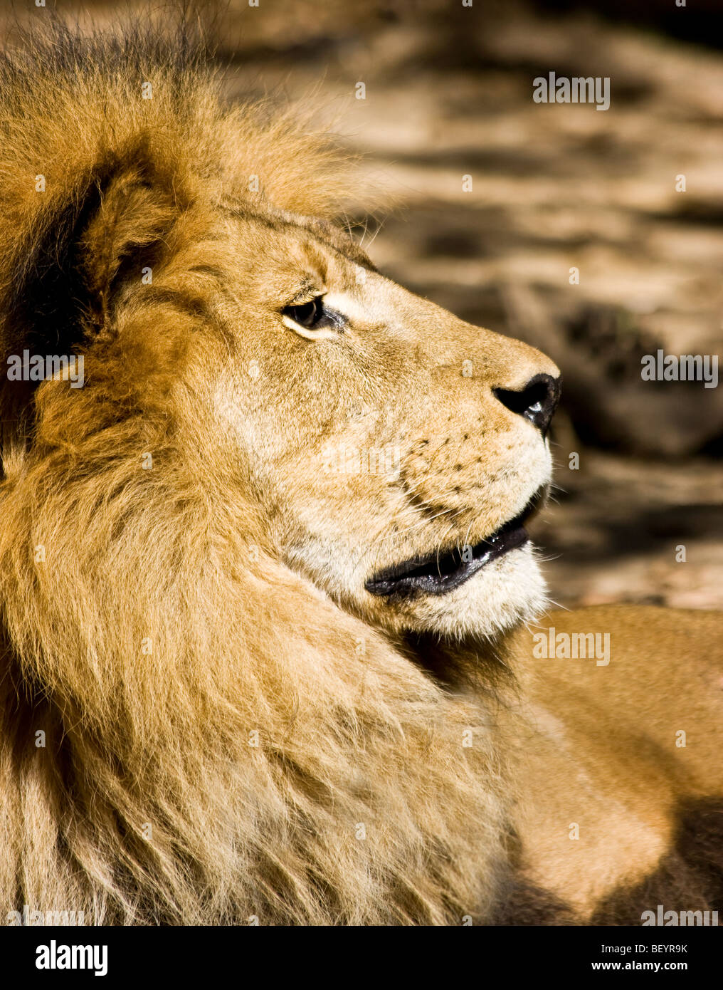 The 'profile' of an 'African lion' at the 'Los Angeles Zoo' in 'Los Angeles, California'. Stock Photo