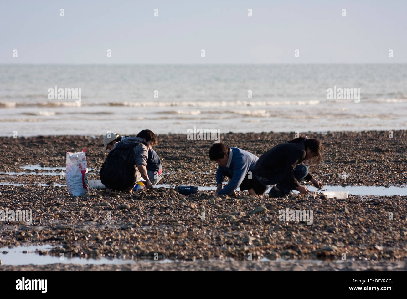 Collecting cockles hires stock photography and images Alamy