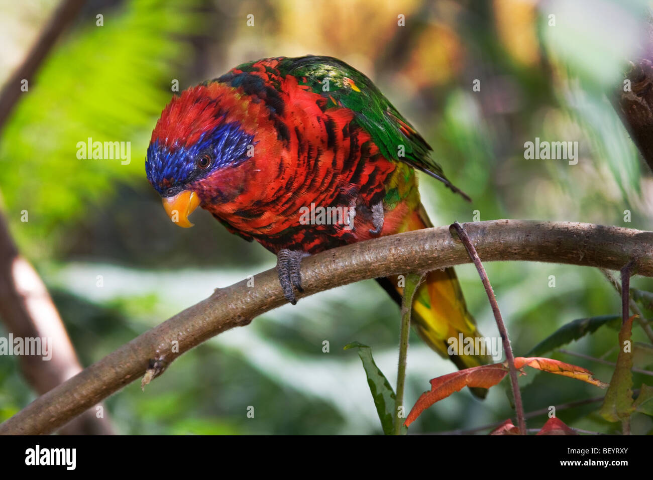 B-956D, GREEN-NAPED LORIKEET ON LIMB Stock Photo