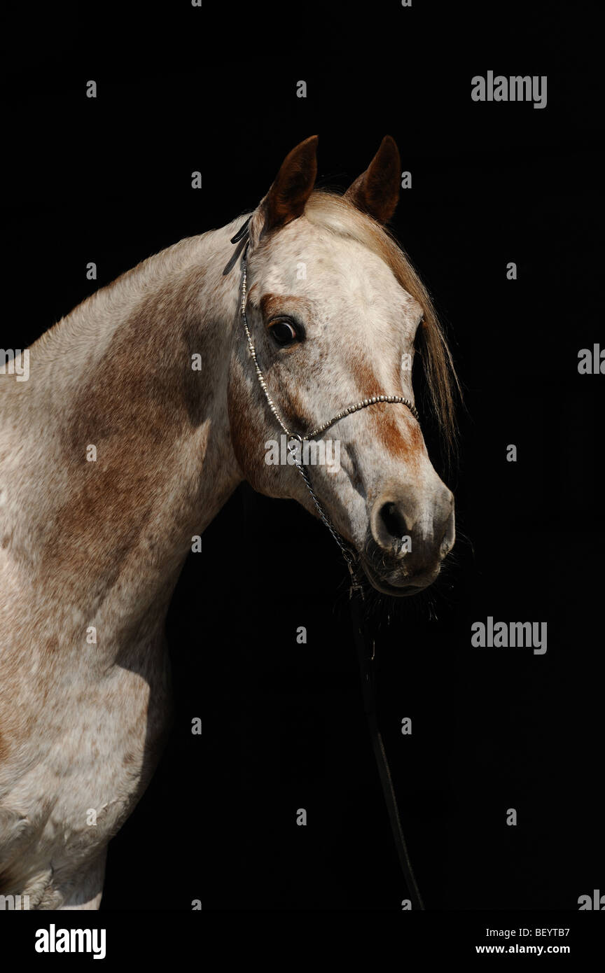 AraAppaloosa Horse (Equus caballus). Portrait of a stallion. This breed is a blend of Arabian and Appaloosa. Stock Photo