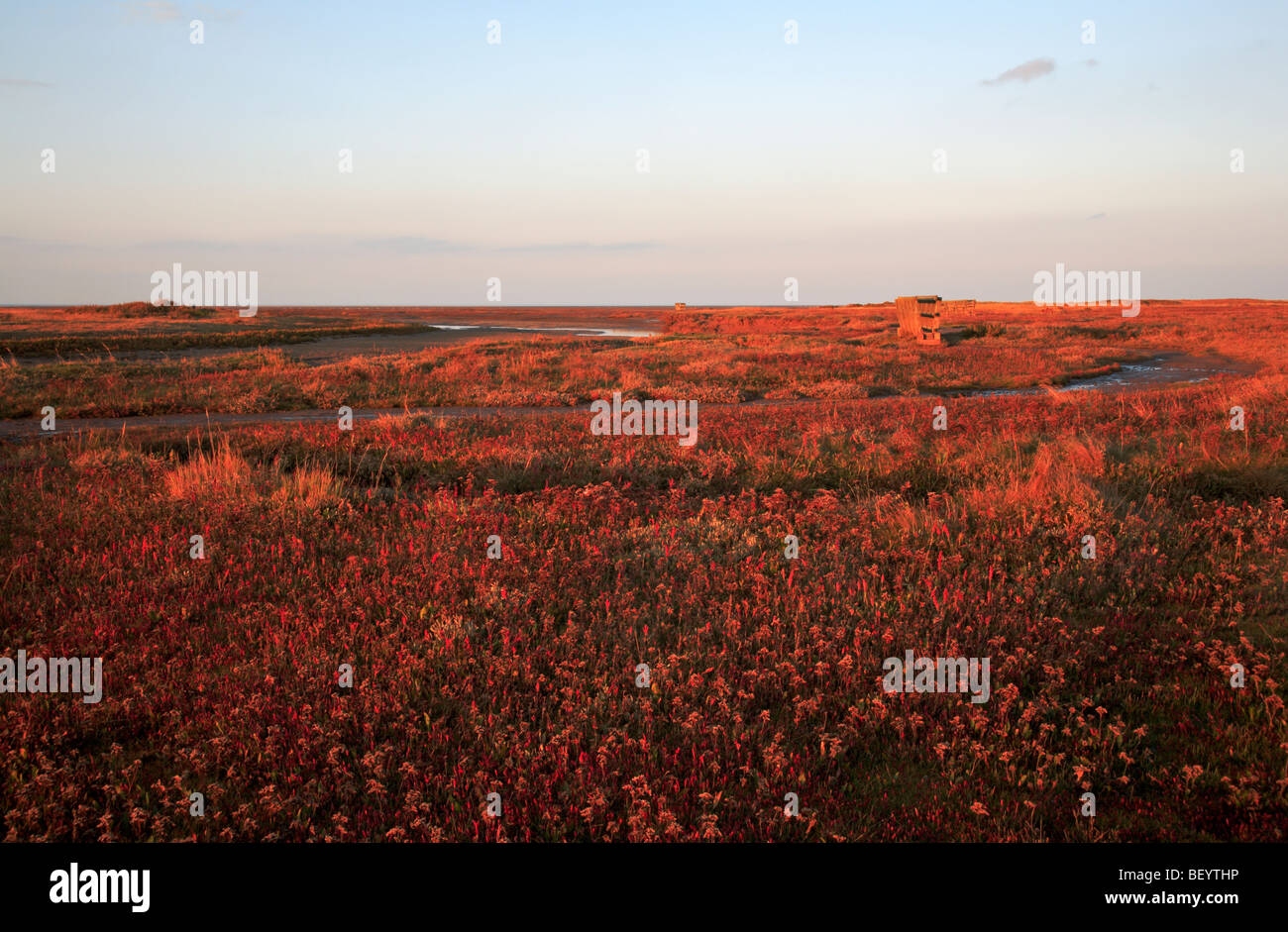 Late evening sun giving a warm glow over salt marshes at Stiffkey