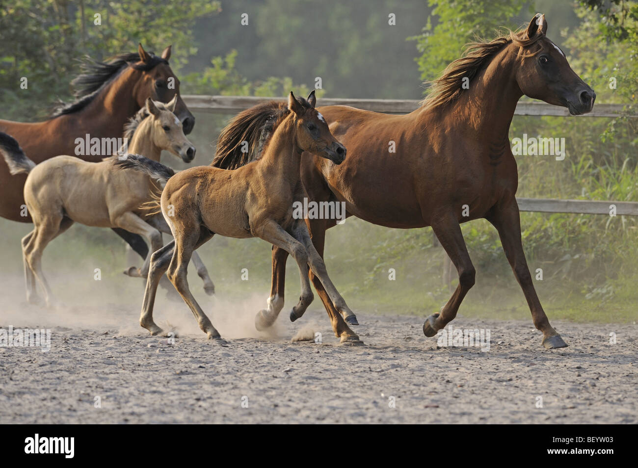 Arabian Horse (Equus caballus), mares with foals in a paddock. Stock Photo