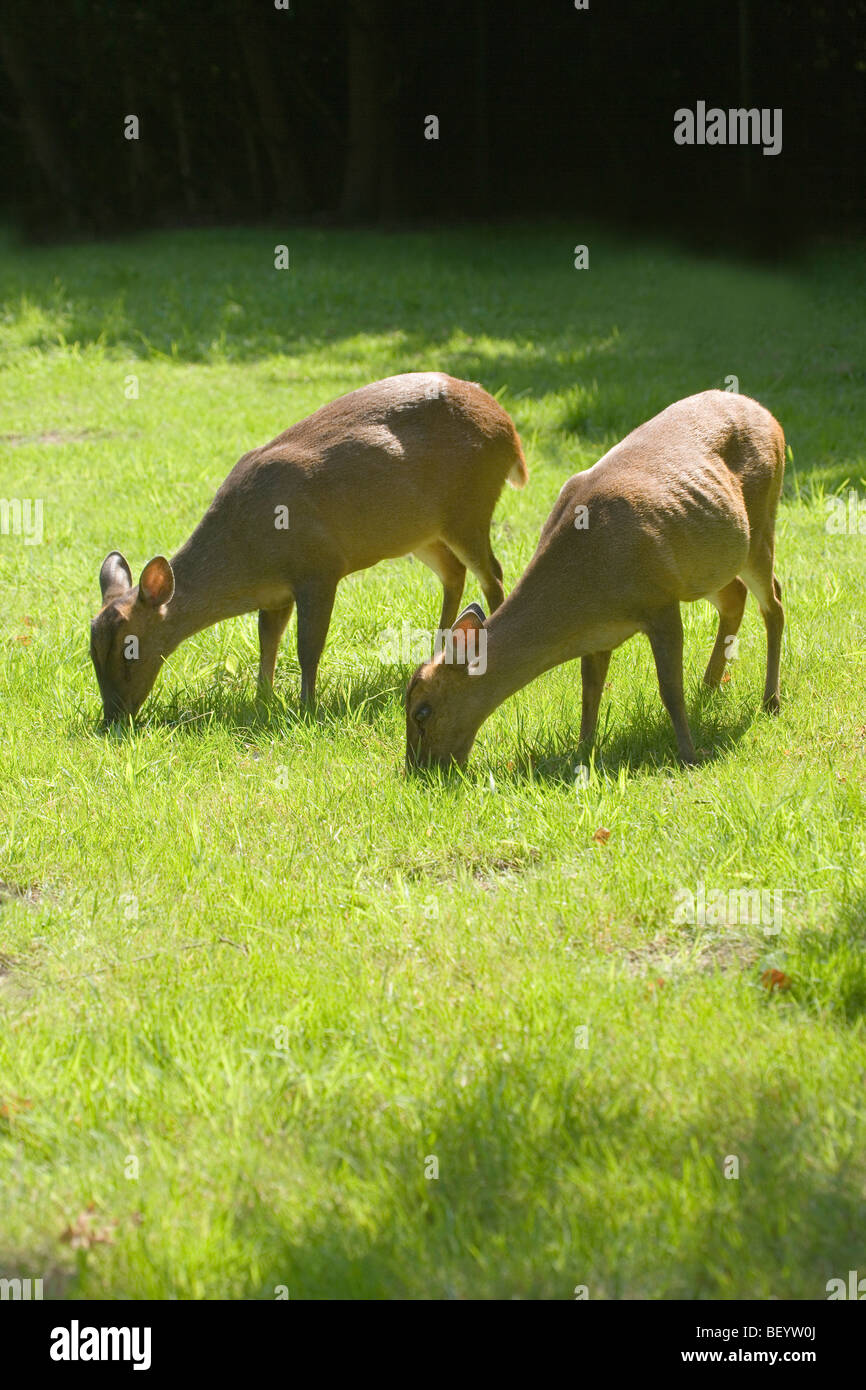 Muntjac Deer (Muntiacus reevesi). Two females grazing. Possibly mother and well grown daughter, August. Norfolk, England. Stock Photo