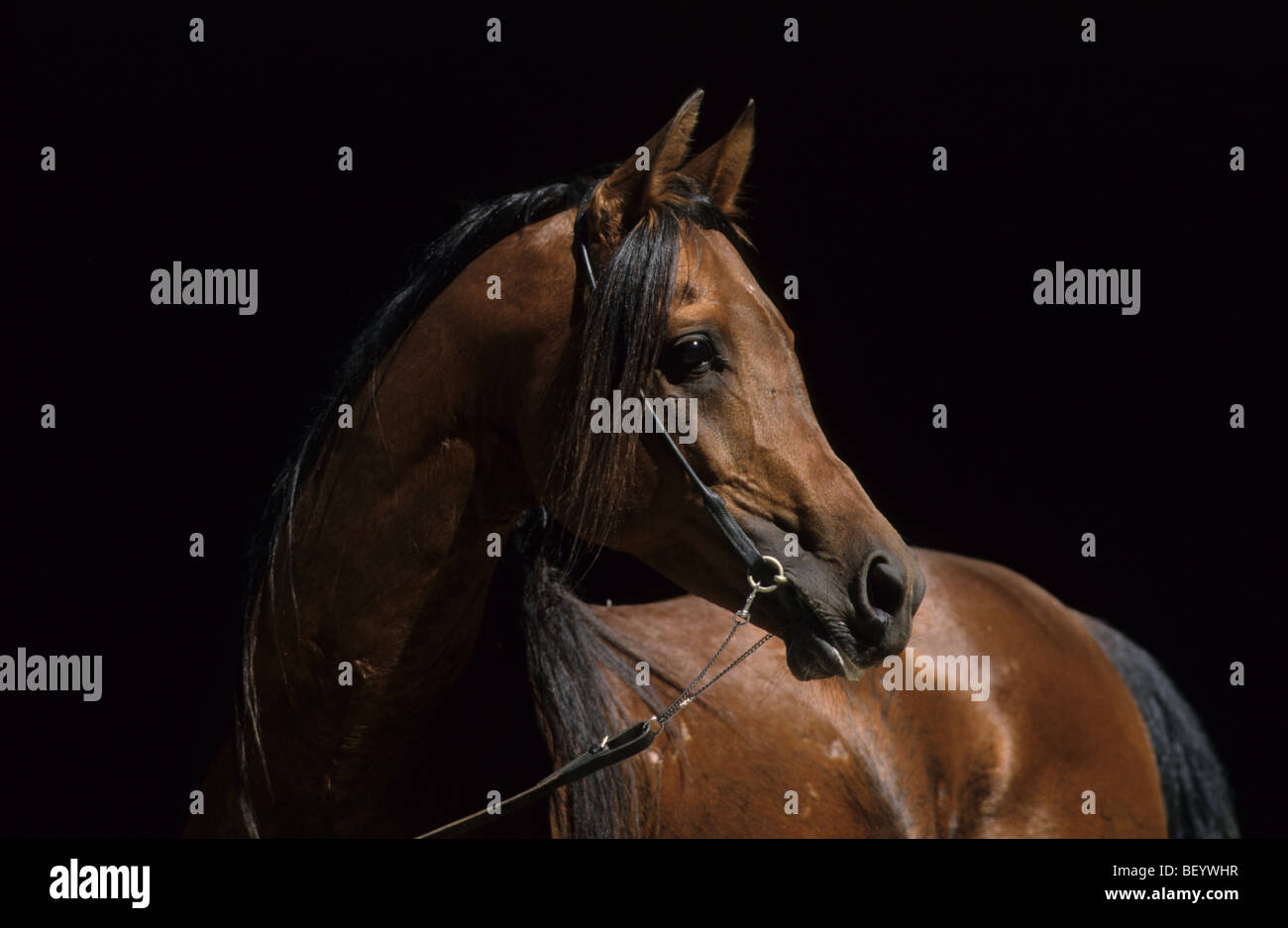Arabian Horse (Equus caballus), portrait of stallion. Stock Photo