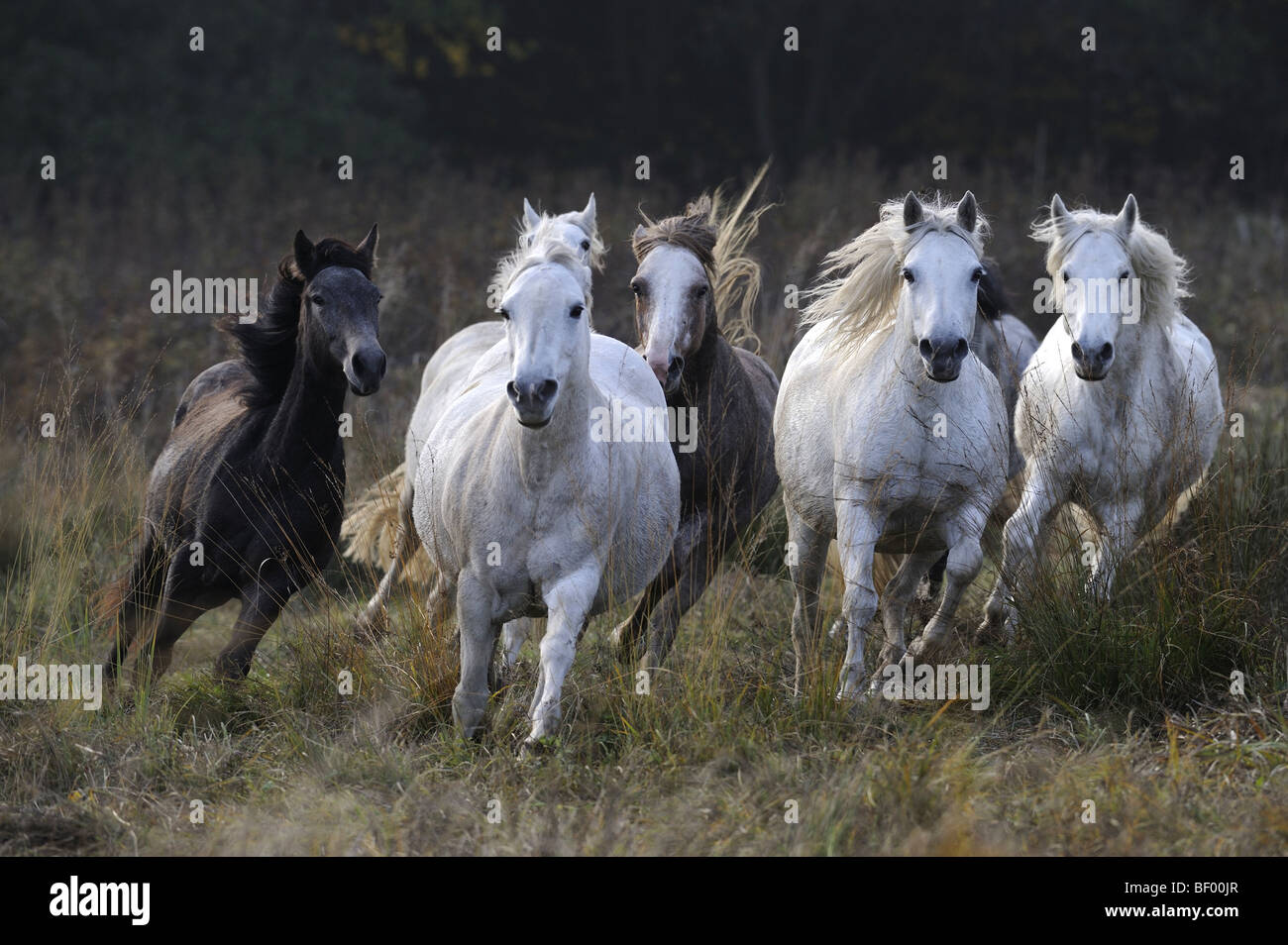 Connemara Pony (Equus caballus). Herd in gallop over a meadow. Stock Photo
