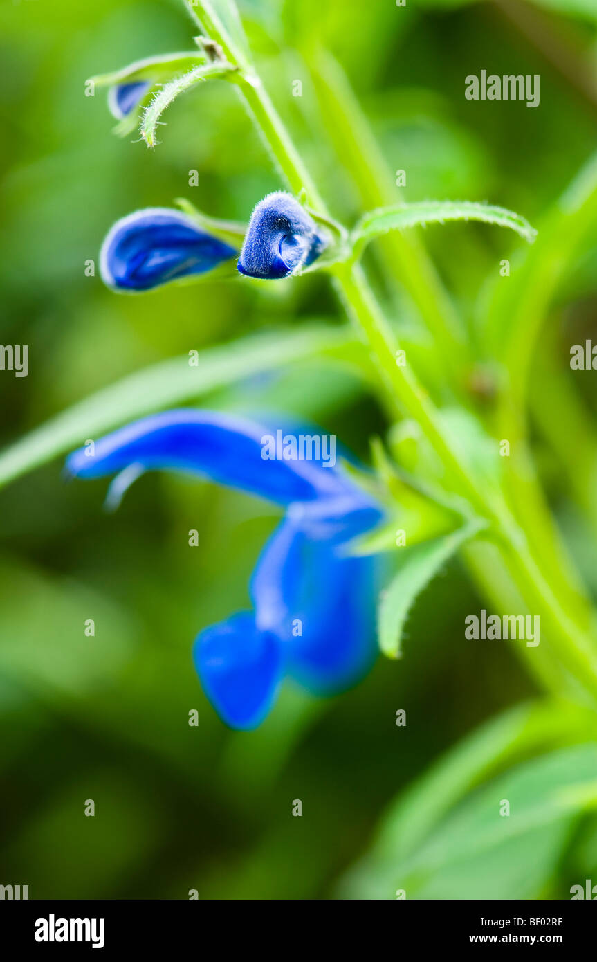 Close up of Salvia patens, Gentian Sage in flower Stock Photo