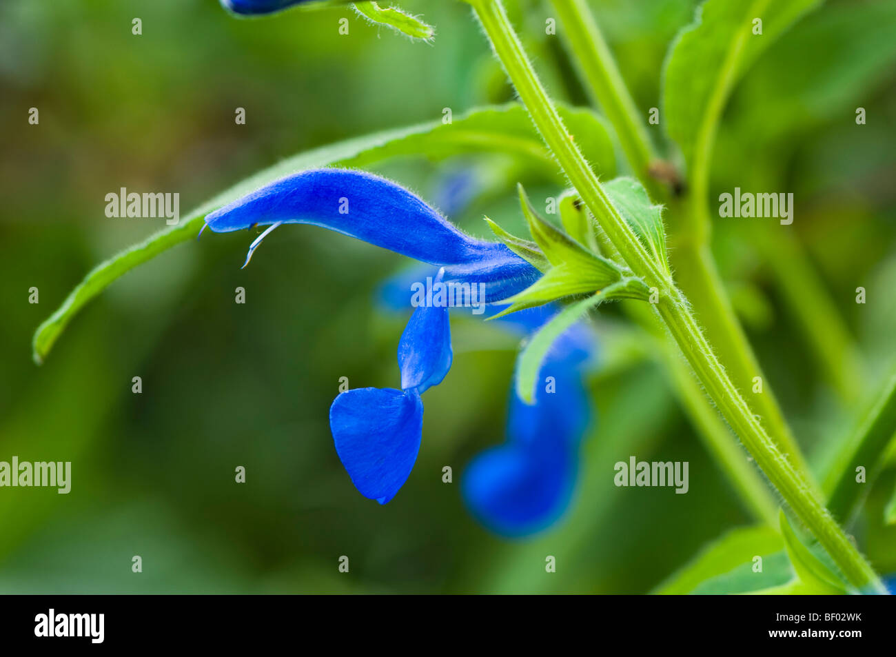Close up of Salvia patens, Gentian Sage in flower Stock Photo