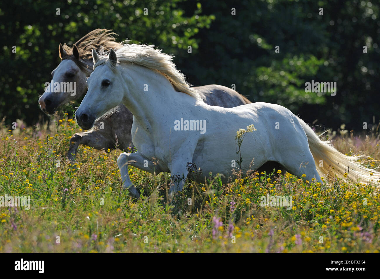 Connemara Pony (Equus caballus). Two horses in a gallop over a meadow. Stock Photo