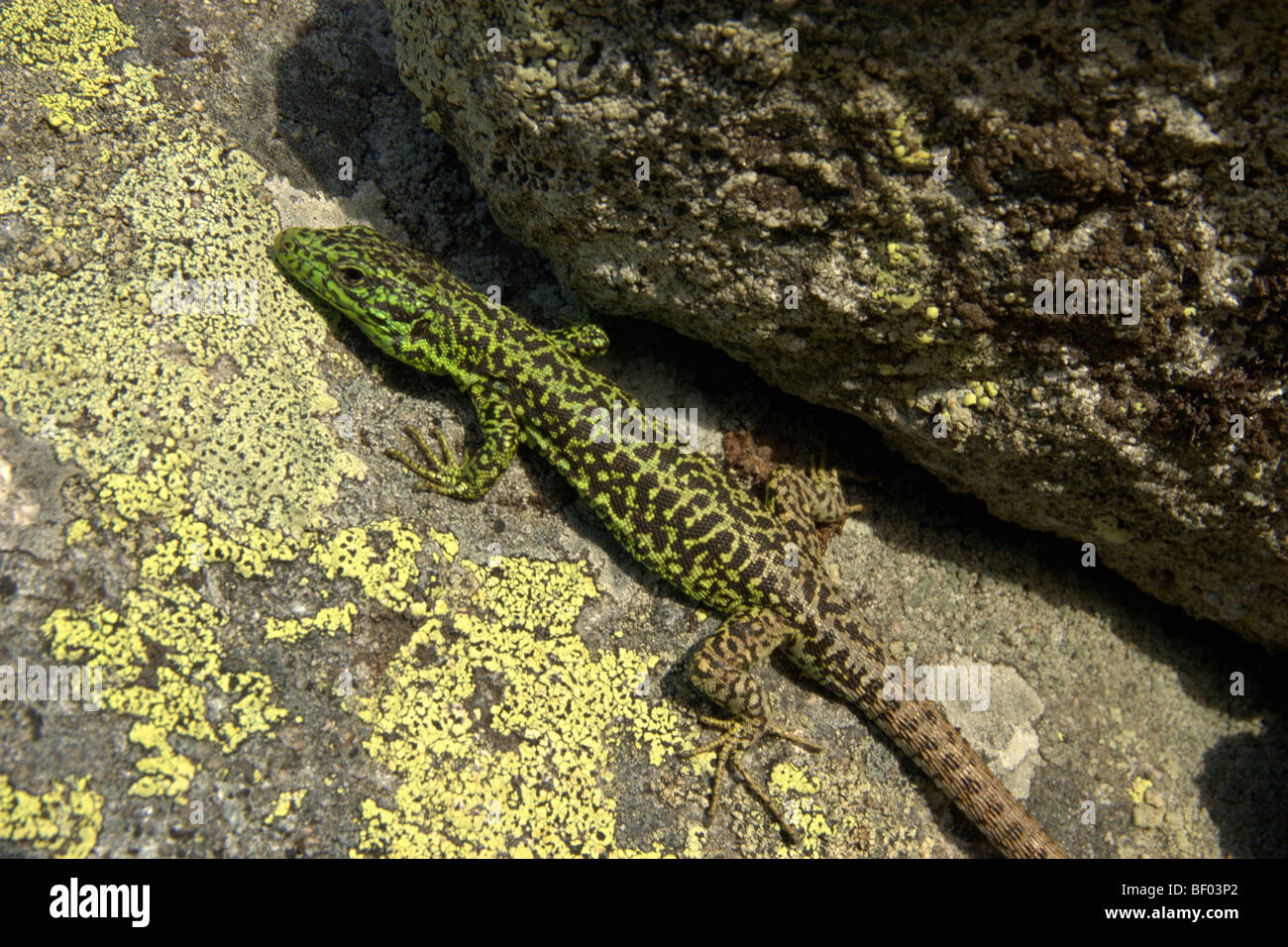 Iberian Rock Lizard (Iberolacerta monticola monticola) Stock Photo