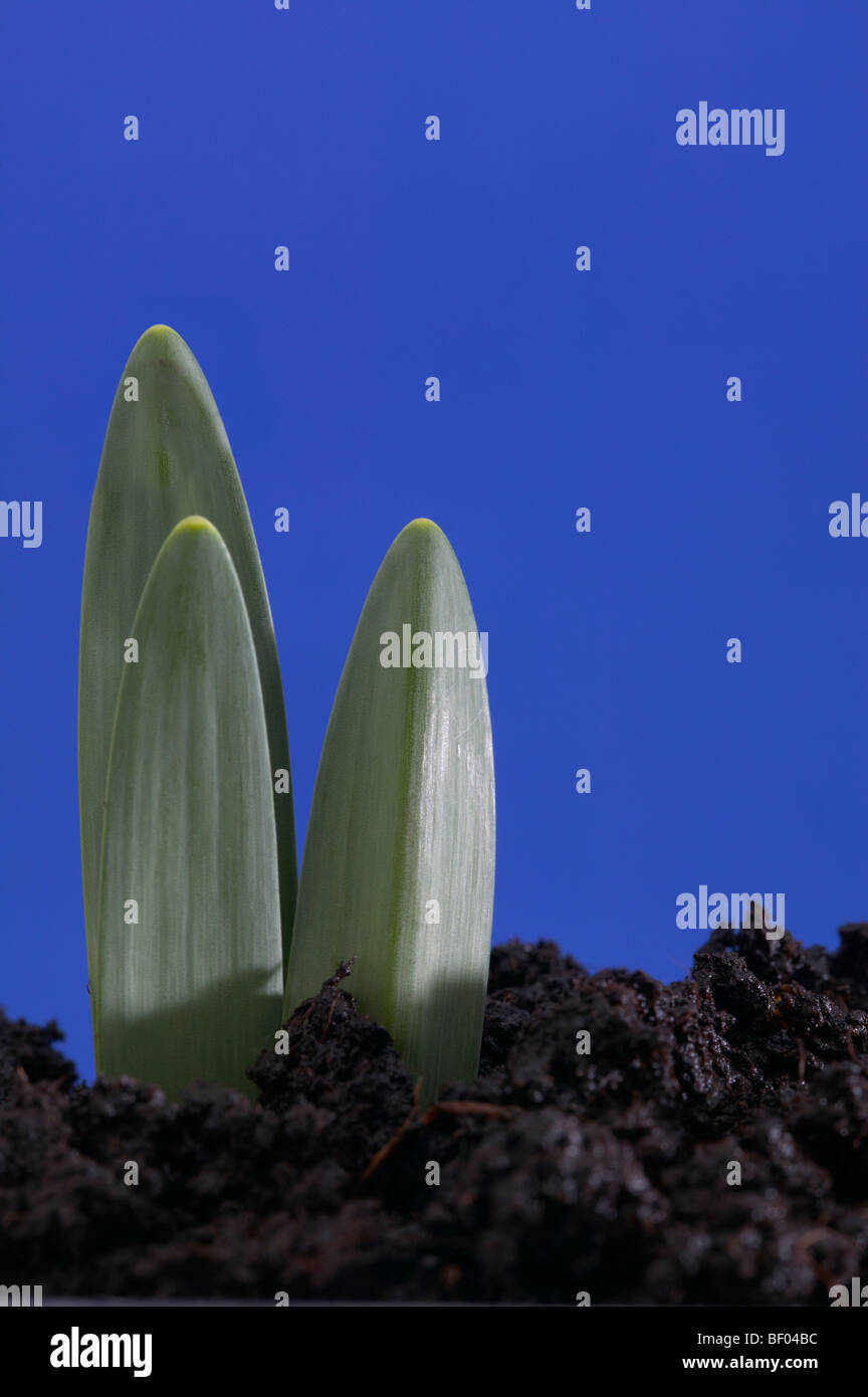 Studio shot of green shoots with blue background Stock Photo