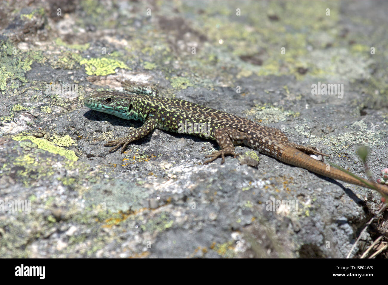 Iberian Rock Lizard (Iberolacerta monticola monticola) Stock Photo