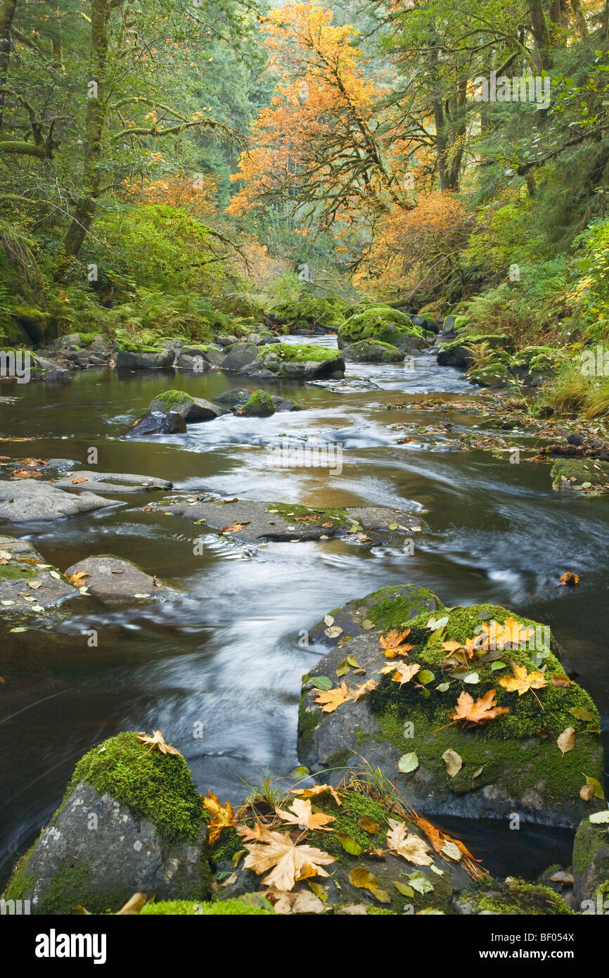 Creek in the woods rocks hi-res stock photography and images - Alamy