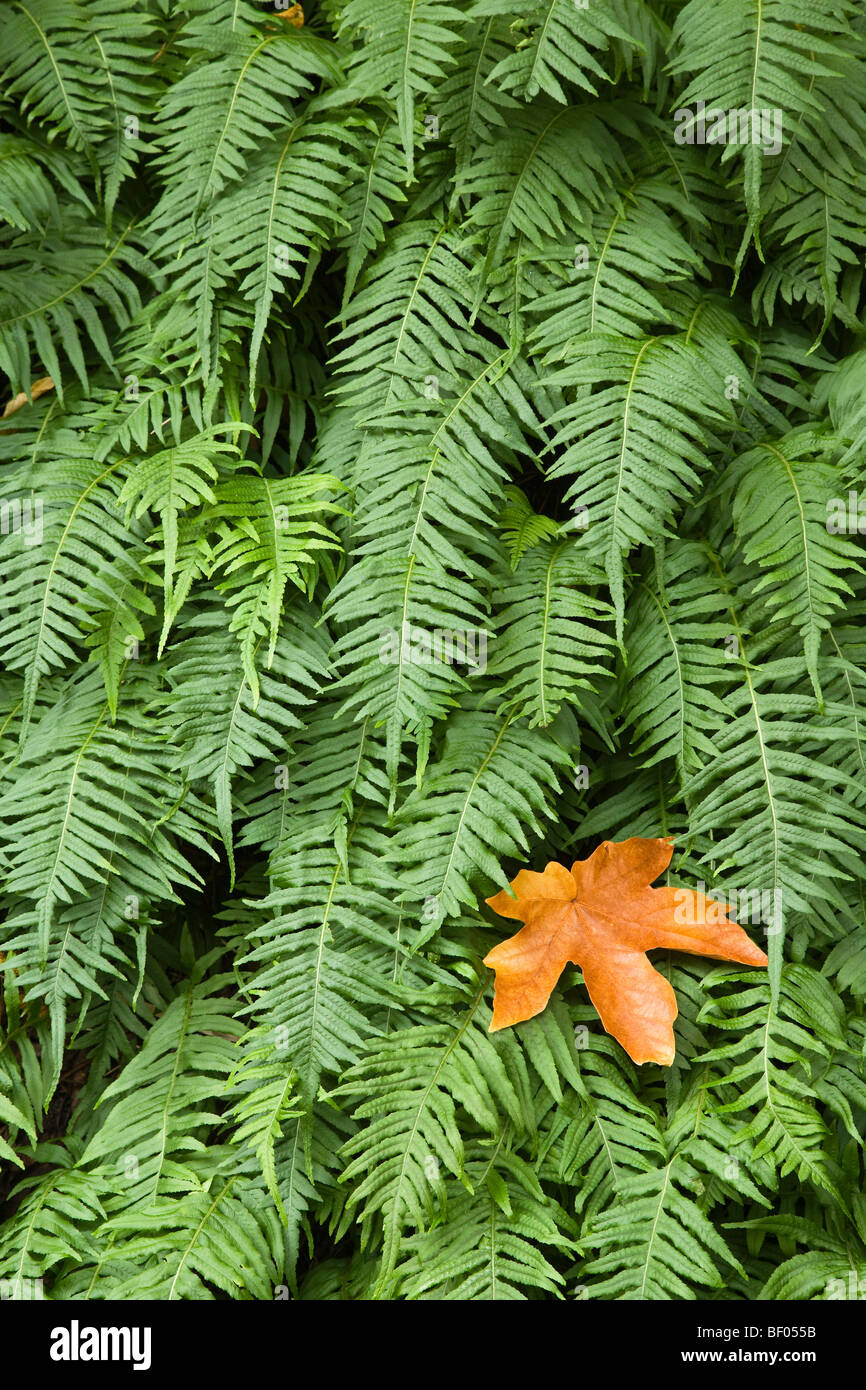 Closeup of Licorice Fern (Polypodium glycyrrhiza), Columbia River