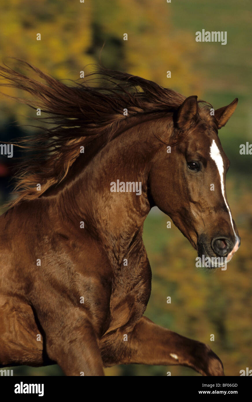 Hispano Horse (Equus ferus caballus), portrait of stallion in gallop. Stock Photo