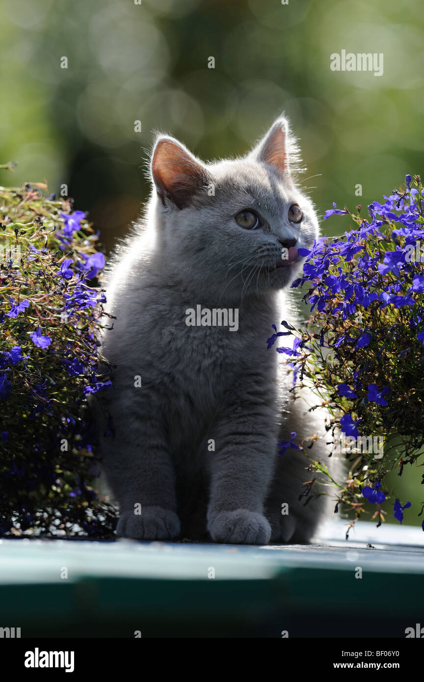 Domestic Cat, British Shorthair (Felis catus, Felis silvestris) sniffing at a flower. Stock Photo