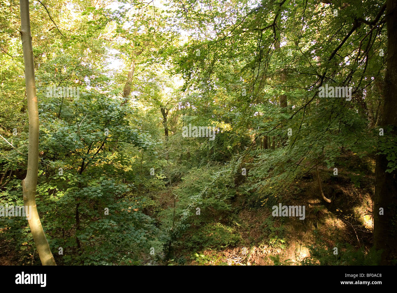 Dense woodland canopy hi-res stock photography and images - Alamy