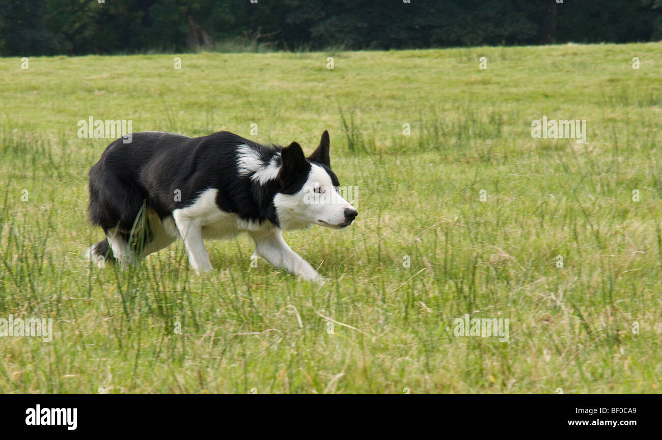 Young border collie 'eyeing' sheep. Stock Photo