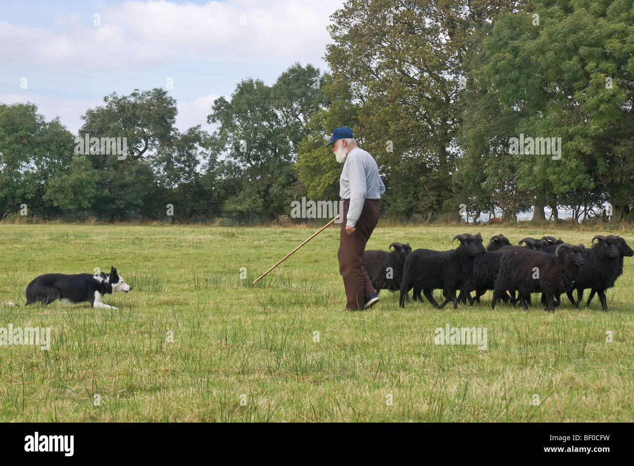 Training a young sheepdog using a small flock of Hebridean sheep. Stock Photo